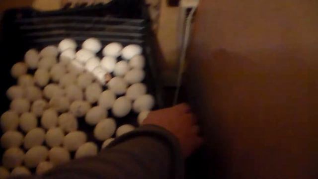 Цыплята Леггорны ждут новоселье
