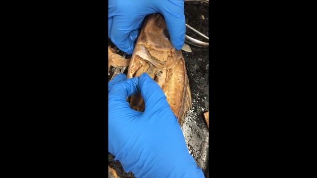 Perch Dissection Video- Spring 2016 смотреть онлайн