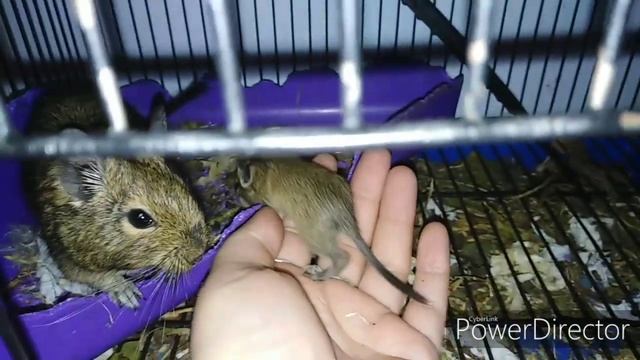 Поклеили фото обои, готовлю кушать. смотреть онлайн