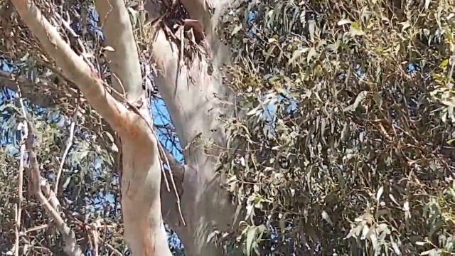 Eucalyptus globulus - Identification & Information смотреть онлайн