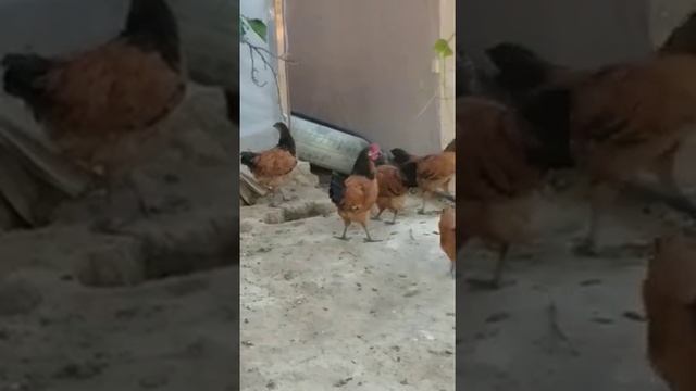 Форверк немецкая порода смотреть онлайн