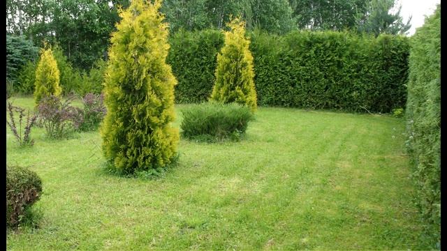 Дизайн дачного участка. Туя западная. Голубая ель. Петуния ампельная. смотреть онлайн