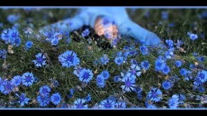 Все цветы голубые