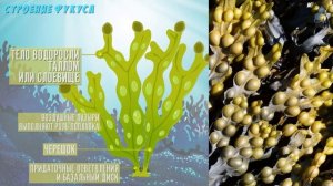 ВОДОРОСЛИ/2. Мир растений для детей. Низшие растения.