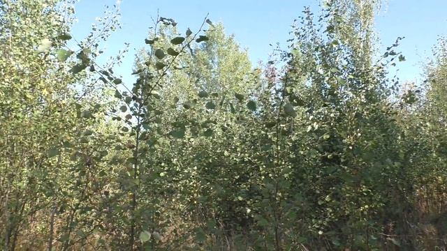 ОСТОРОЖНО ! ОСИНА Вытягивает всю ЭНЕРГИЮ с человека ! смотреть онлайн