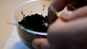 Как сажать растения в аквариум ?