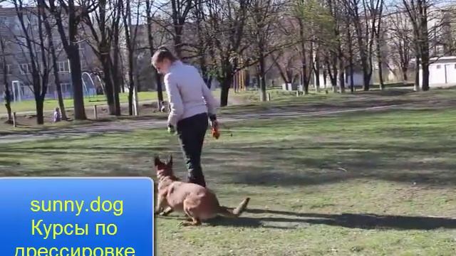 Кто лучше охраняет бультерьер или овчарка?