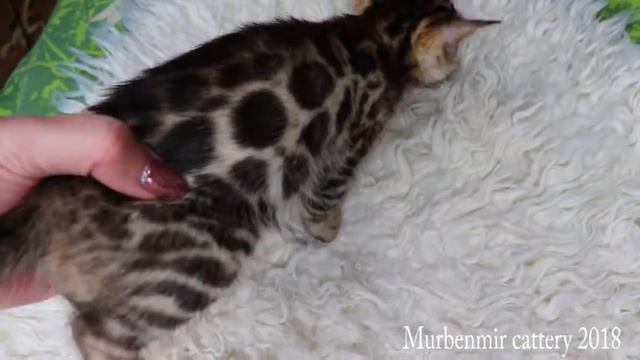 СВОБОДНА/AVAILABLE бенгальская девочка RIHANNA Murbenmir / bengali kitten sale смотреть онлайн