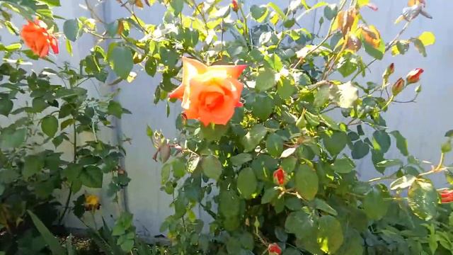 Вначале было лето а потом весна! 🌹🌹🌹Что растет, а что нет в нашем огороде🥒🥦 Кто еще появится у смотреть онлайн