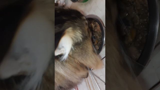 Завтрак кота, д-247 Чечевица отварная, паштет лечебный для кошек с хпн смотреть онлайн