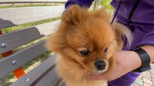 ШЛЕЙКА для собак ВОСЬМЕРКА - шлейка для мелких собак. Как надеть шлейку