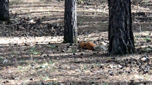 БЕЛКА мама (Азарт, бор Минусинск) 4К смотреть онлайн