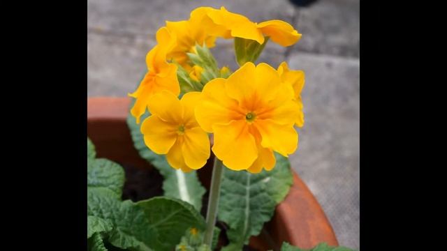 ТУБЕРОЗА, ПОЛИАНТЕС(POLYANTHUS) смотреть онлайн