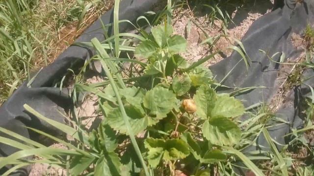 Чамора Туруси — сладкий японский тяжеловес. Описание сорта клубники Чамора Туруси.