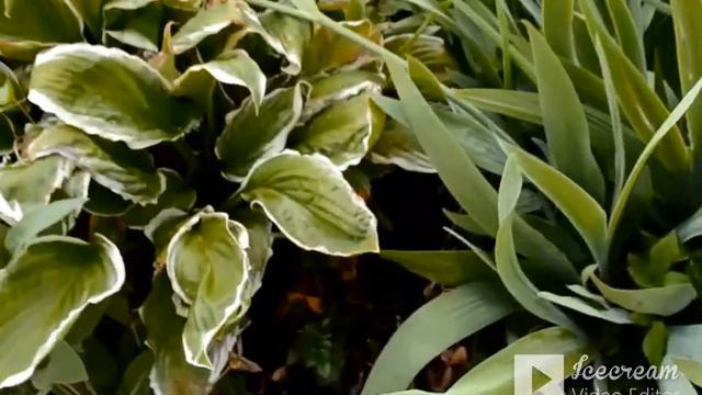 Установили поддоконики_Эксперемент с розами удался_Окна мою мигом