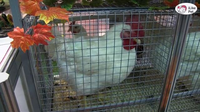 КРОСС КУР РОСС 308 Агропромышленная выставка Золотая осень 2016 iLikePet смотреть онлайн