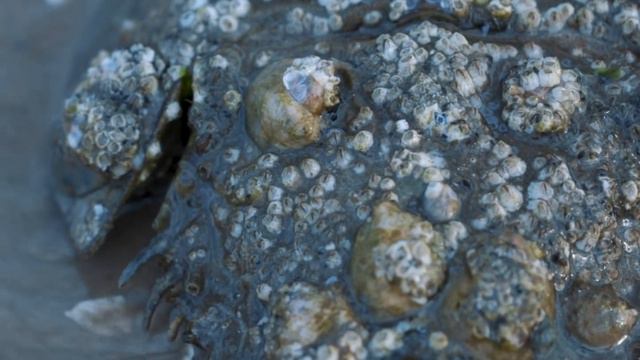 The Love Life of the Horseshoe Crab | A mating ritual 450 million years old || Wild Lives ep. 3 смотреть онлайн