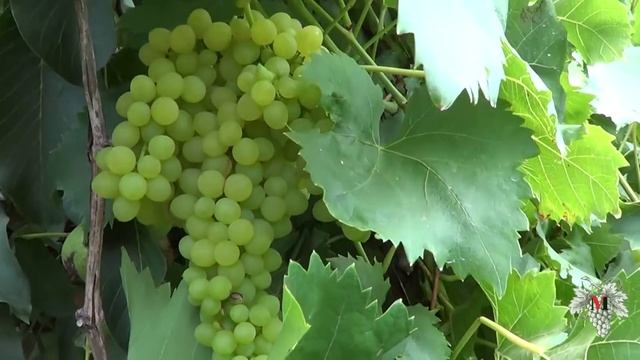 Виноградный куст растет на орехе! Необычное соседство смотреть онлайн