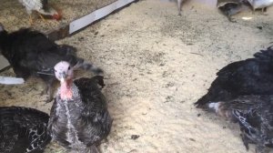 Индюшата Белые и Бронзовые Широкогрудые 2 месяца( 60 дней). Содержание 2-х месячных индюков.