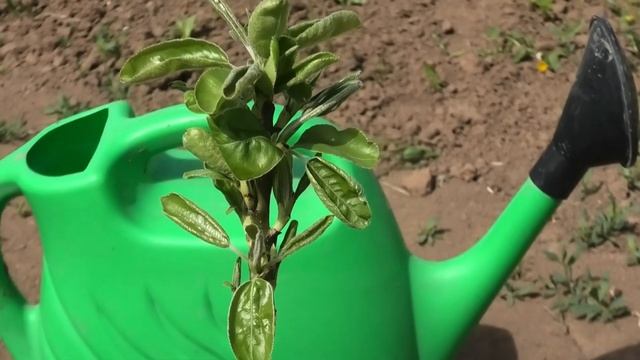 КОЛОНОВИДНАЯ ГРУША существует? Миф или реальность. смотреть онлайн