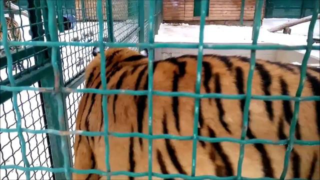 ПРИКОЛ !!! Тигр пометил смотреть онлайн