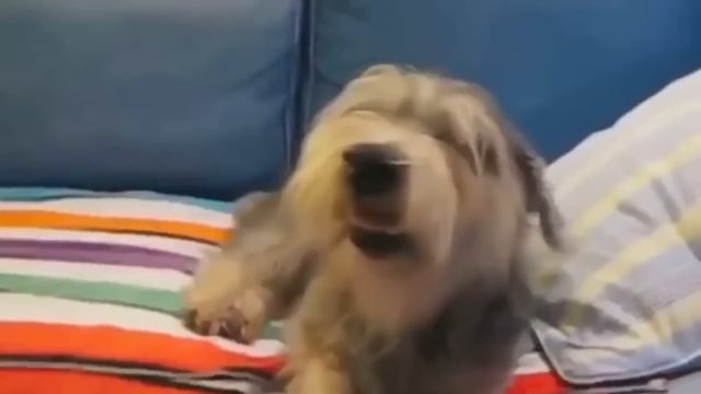 Как чихают разные животные