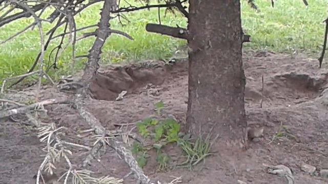 Горобці купаються в пилюці смотреть онлайн
