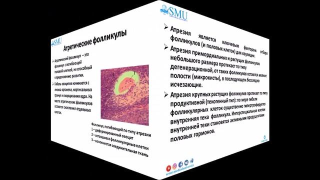 Лекция Гистология женской половой системы 1 смотреть онлайн