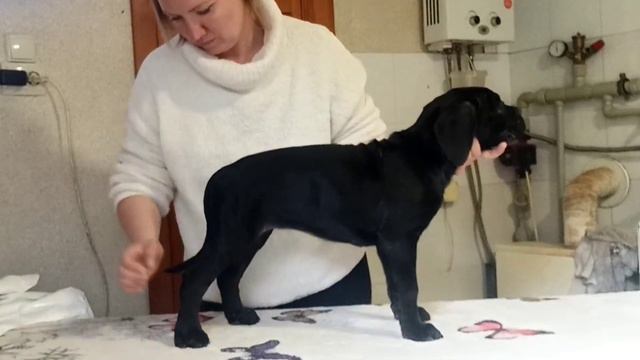Чёрная девочка смотреть онлайн