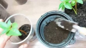 Рассада бальзамина вытянулась!!! Что делать?  Исправляем пикировкой!