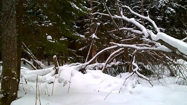 Зимний лес. смотреть онлайн