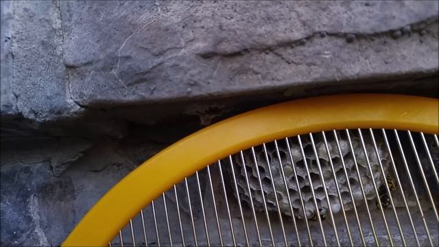 Destroying a Hornets nest with an Electric Fly Swatter! смотреть онлайн