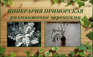 Цинерария приморская размножение черенками, выращивание, зимовка
