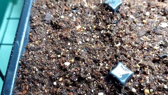 Lavender Part 3 - Germination Results смотреть онлайн