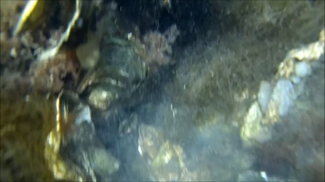 Seafoodhunt - Catching a two kilogram Lobster by hand смотреть онлайн