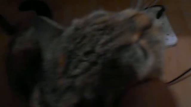 Если уж кошка пришла для чего-то, Смотри ей в глаза, смотри! Кошка Ромашка урчит:) смотреть онлайн