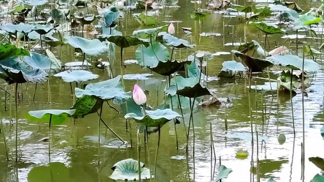 Погода в Нячанге. 21 апреля 2022 смотреть онлайн