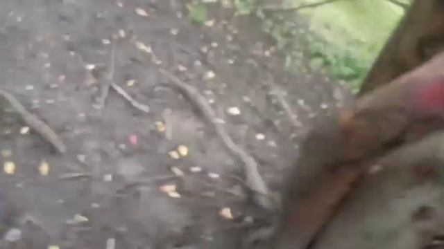 Сделал мини-шалаш собираю листья и зделал стул смотреть онлайн