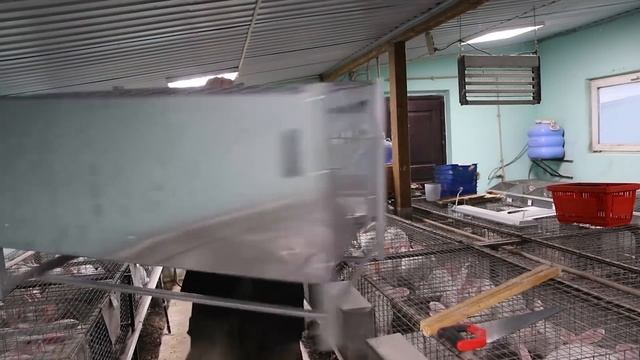 ПОСАДИЛ БРОЙЛЕРОВ В 