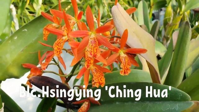 Тепличка-магазин орхидей 1.2часть.시냇물농원.