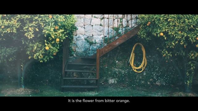 Neroli From Grasse, The Luminous Flower