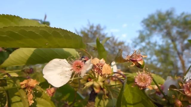 Panasonic TZ20 makro video test 1080p смотреть онлайн