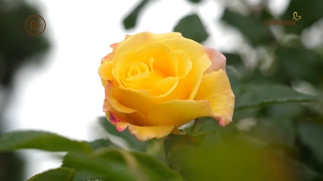 Анонс. Загородный. Царица сада. смотреть онлайн