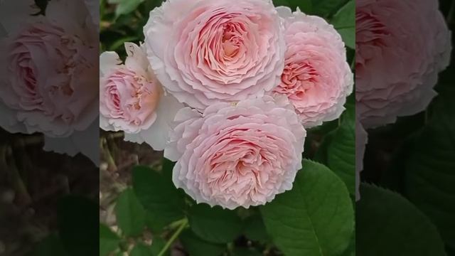 Очень красивая роза Джеймс Гелвей❤️.Вся в рюшечках,как нарядная принцесса.Июнь 2021. смотреть онлайн