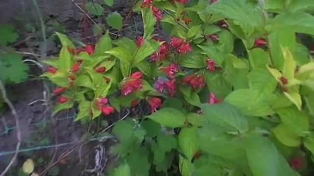 Вейгела-цветущий многолетний кустарник смотреть онлайн