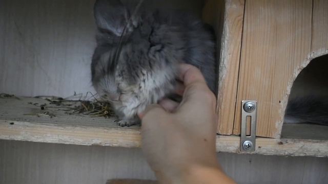 Осмотр шиншиллы. смотреть онлайн