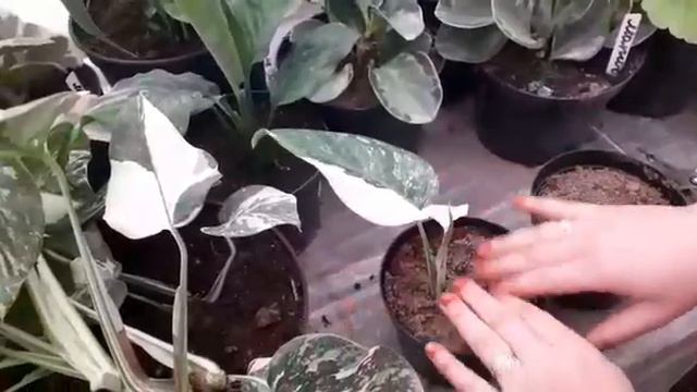 Монстера уй шароитида" Monstera uy sharoitida смотреть онлайн