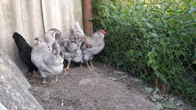 Болезни домашней птицы. Сальмонеллёз.    Diseases Of Poultry. Salmonellosis.