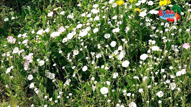 Бухта Удачи | Алтайский край | Кулунда смотреть онлайн