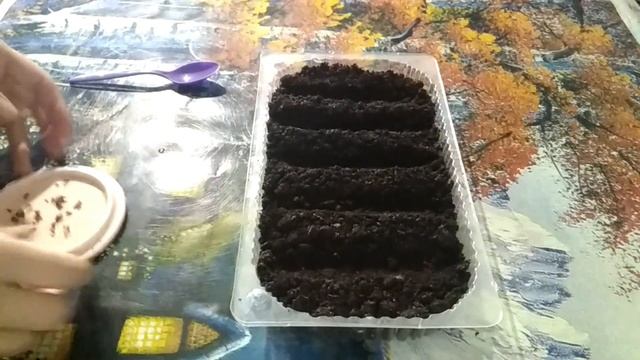 Посев армерии на рассаду смотреть онлайн